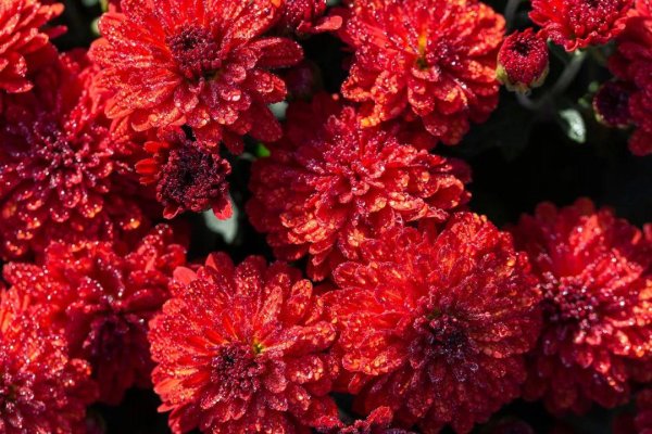 恩卓中盈 十一月，等你在最深的红尘